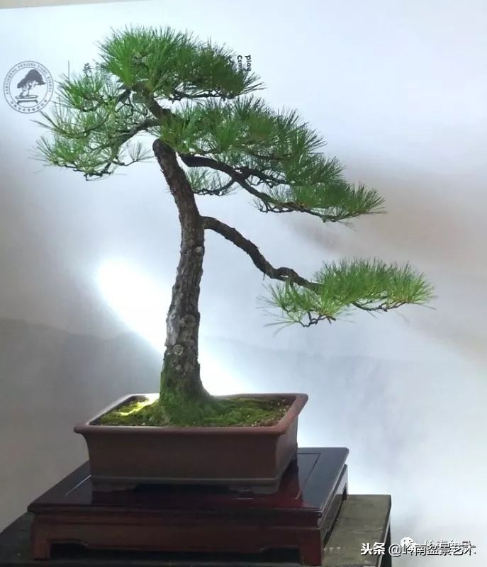 閲戝脊瀛愬湪鐩嗘櫙涓殑鍦颁綅,姒嗘爲鍦ㄧ泦鏅晫鍦颁綅