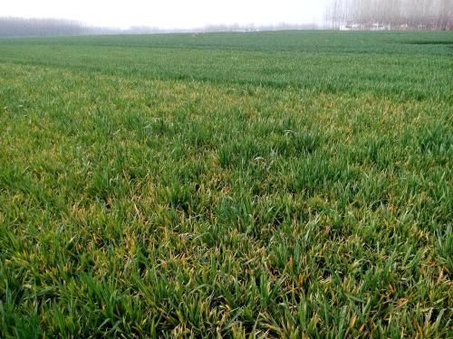 作物产生肥害的原因,叶面施肥肥害一般在多少天后发生