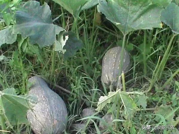 南瓜种到好长都不结瓜怎么办,种南瓜只长秧不开瓜结瓜怎么办