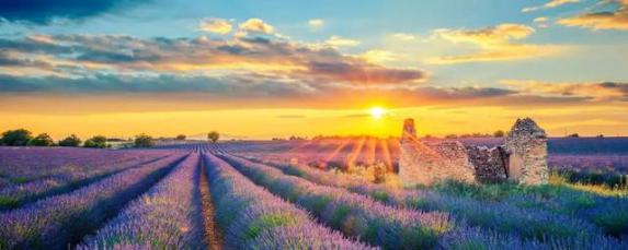 林志玲黄金,林志玲的价值