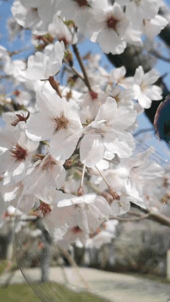 华为mate20pro操作技巧,华为mate20pro慢动作怎么用