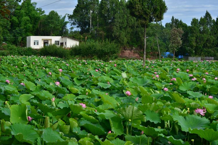 涔愯嚦鑽疯姳鎽勫奖浣滃搧娆ｈ祻,涔愯嚦鍗拌薄鎽勫奖