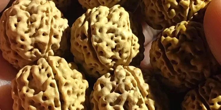 小金刚菩提子各种纹路图片,小金刚菩提的纹路有哪些