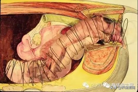 难产母猪助产教程,母猪难产助产六大技巧