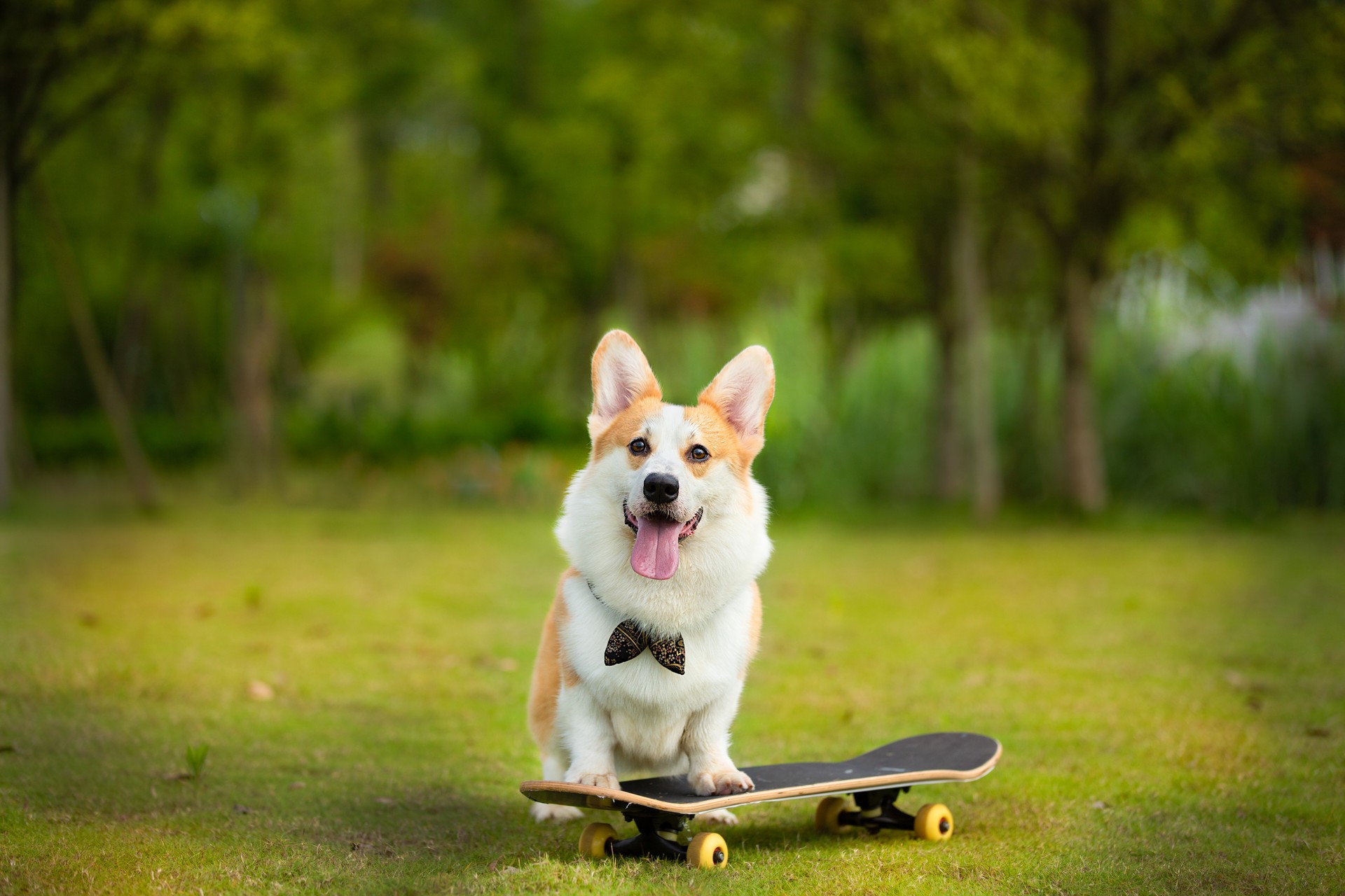 狗狗冷知识小视频图文版,狗狗冷知识8