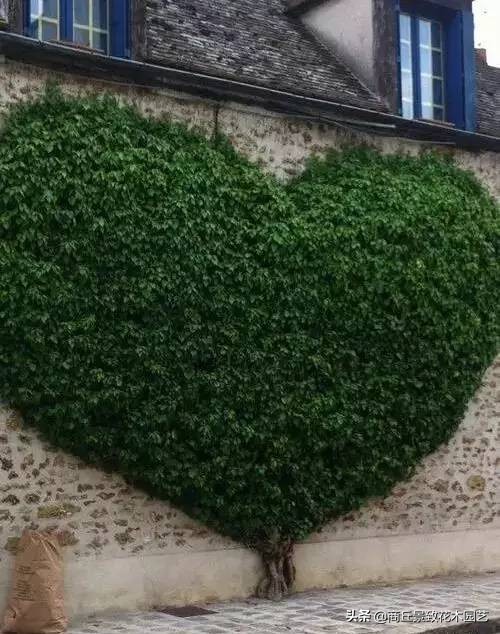 苗木养护存活率标准,苗木一年四季养护方案及措施