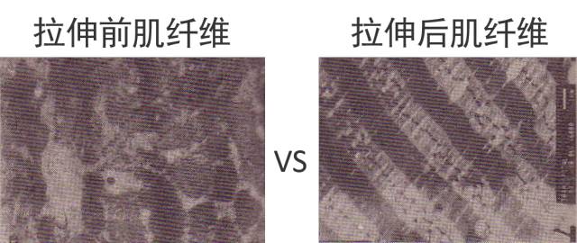 5公里跑后拉伸动作,跑后拉伸详细教程