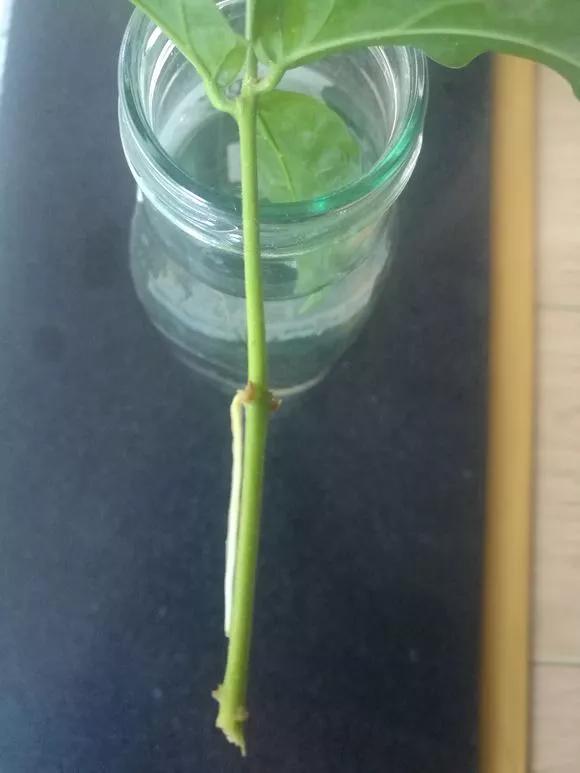 塑料瓶绑在月季上能生根吗视频,水扦插适应哪些花卉