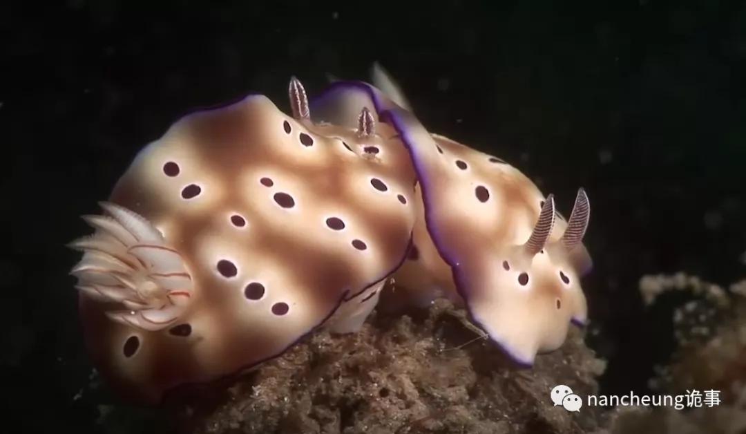 深海迷航第49天神秘生物,深海海底神秘的10种生物