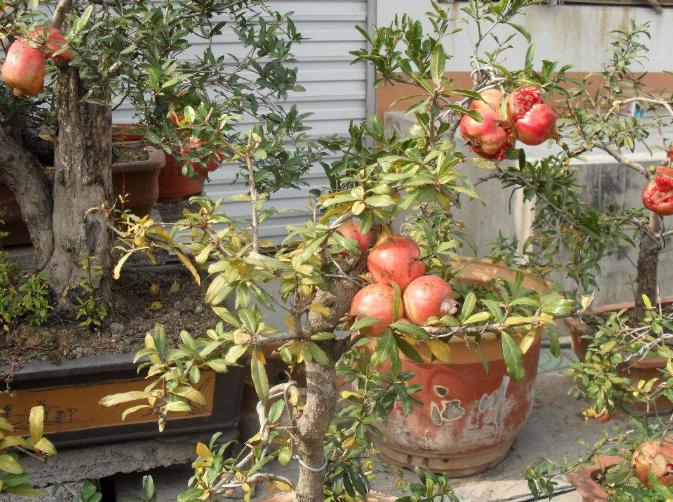 观花观果石榴盆栽冬天落叶吗,观花石榴开花期如何管理