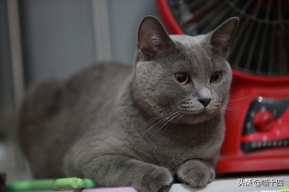 别让宠物医院榨干铲屎官的钱包——小毛病，不求人「外创篇-下」