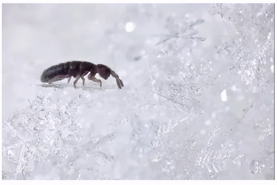 生态缸老水缸,生态缸老死鱼怎么回事