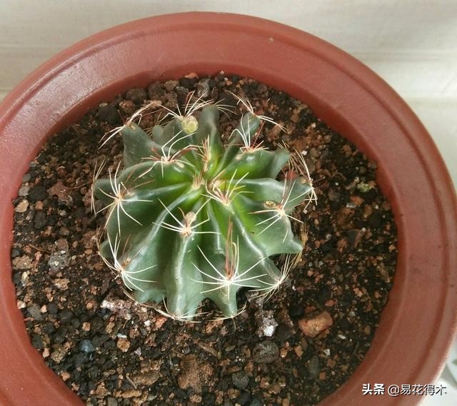 养花煤渣直接掺到土里吗,蜂窝煤渣养花好处多