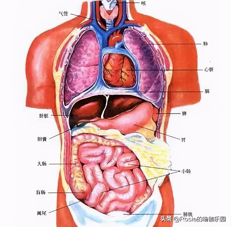 眼馋陈卓璇巴掌腰,竟靠束腰勒小腰?做对一个动作一周瘦出小蛮腰