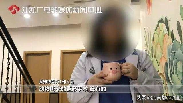 有人竟花1万给猫拉了双眼皮！网友炸锅：考虑过猫的感受吗？