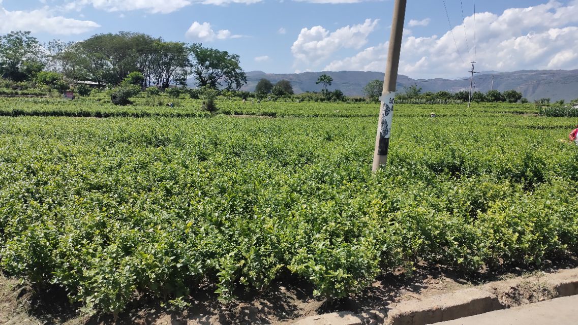 福州茉莉花基地,茉莉花盆栽基地直销