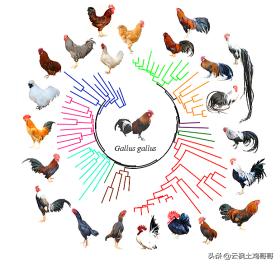 养鸡专用药配方大全,家庭养鸡必备三种常用药