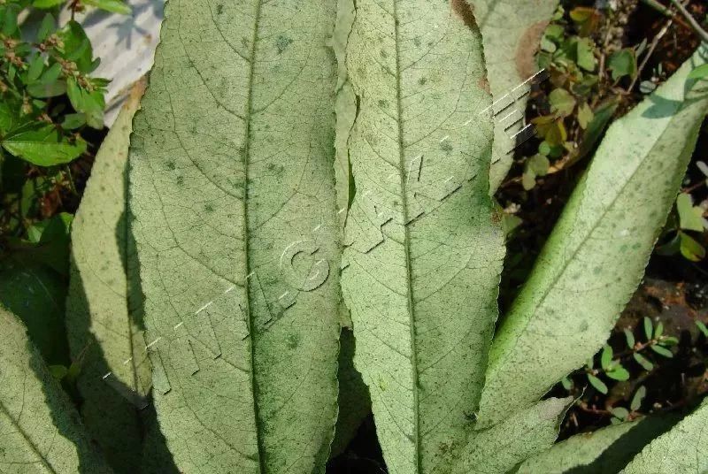 大樱桃如何防治果蝇虫害,樱桃园果蝇怎么防治