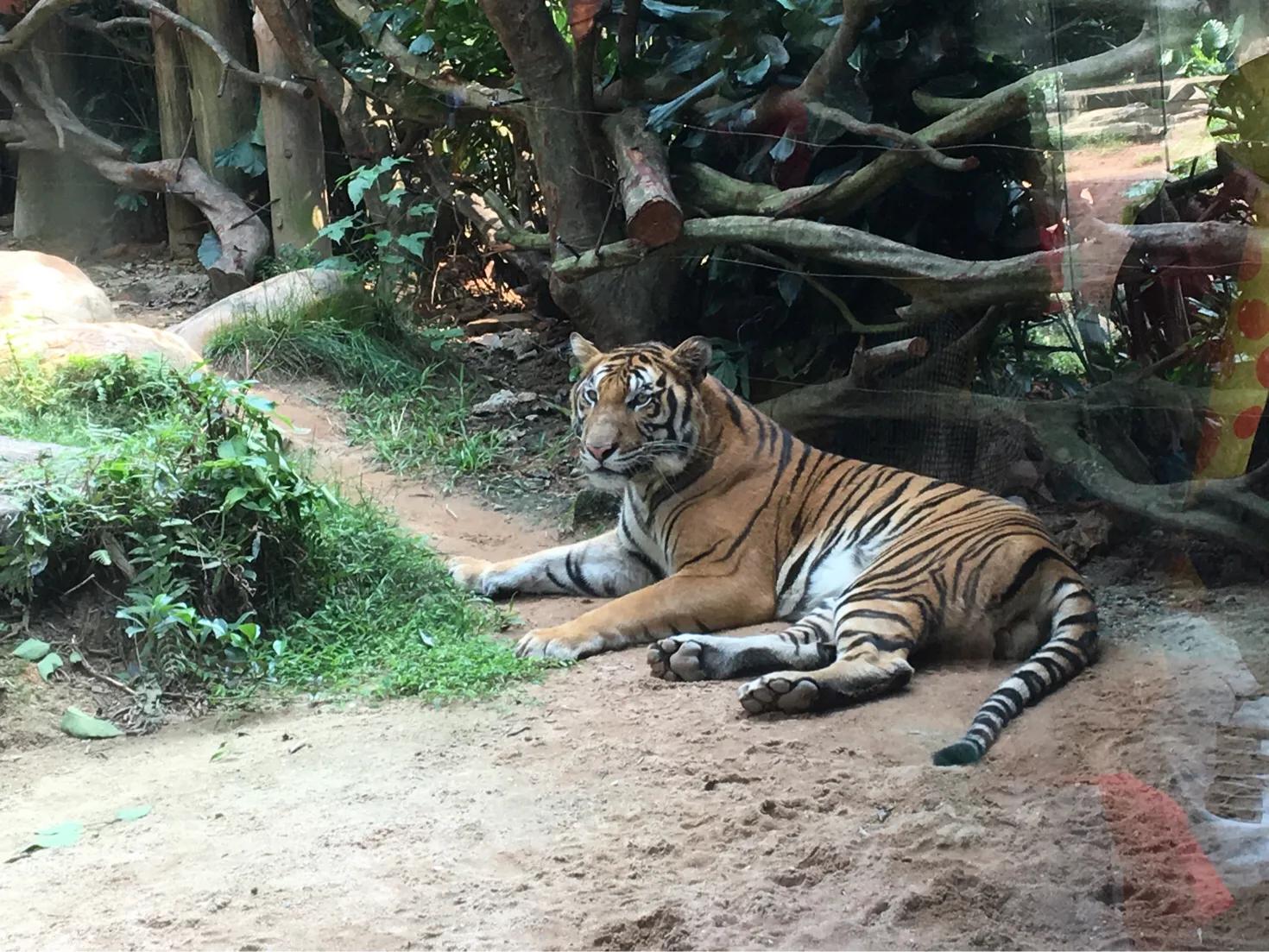 长隆攻略亲子游三天住什么酒店,厦门游玩攻略天空之城