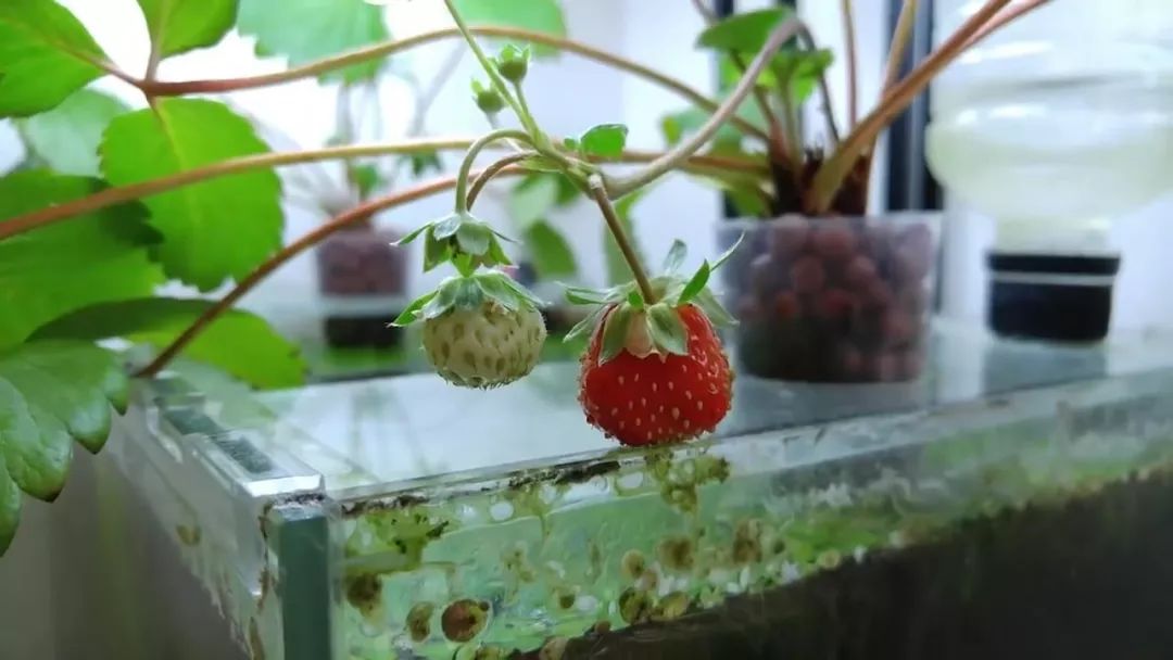 我穷到连最简单的过滤器都买不起，干脆就开了个三无草缸！