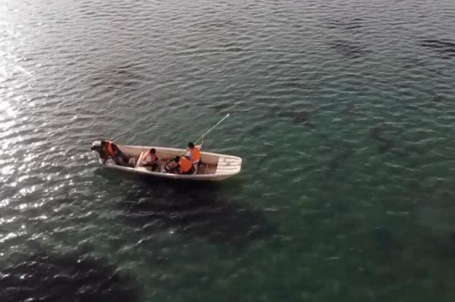 蓝藻水华怎么用,蓝藻水华介绍