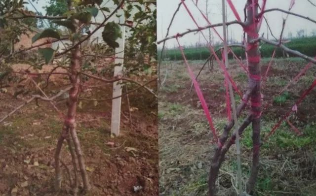 老龄苹果树改造有绝招,苹果树老树最新改造方案
