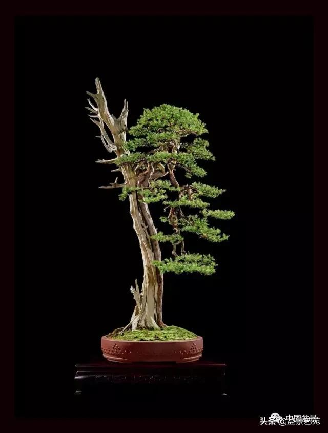 西泠印社砚台最高价拍卖记录,杭州西泠拍卖盆景