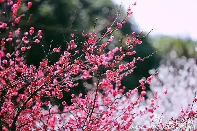 园林卡休闲卡,园林卡苏州市民卡