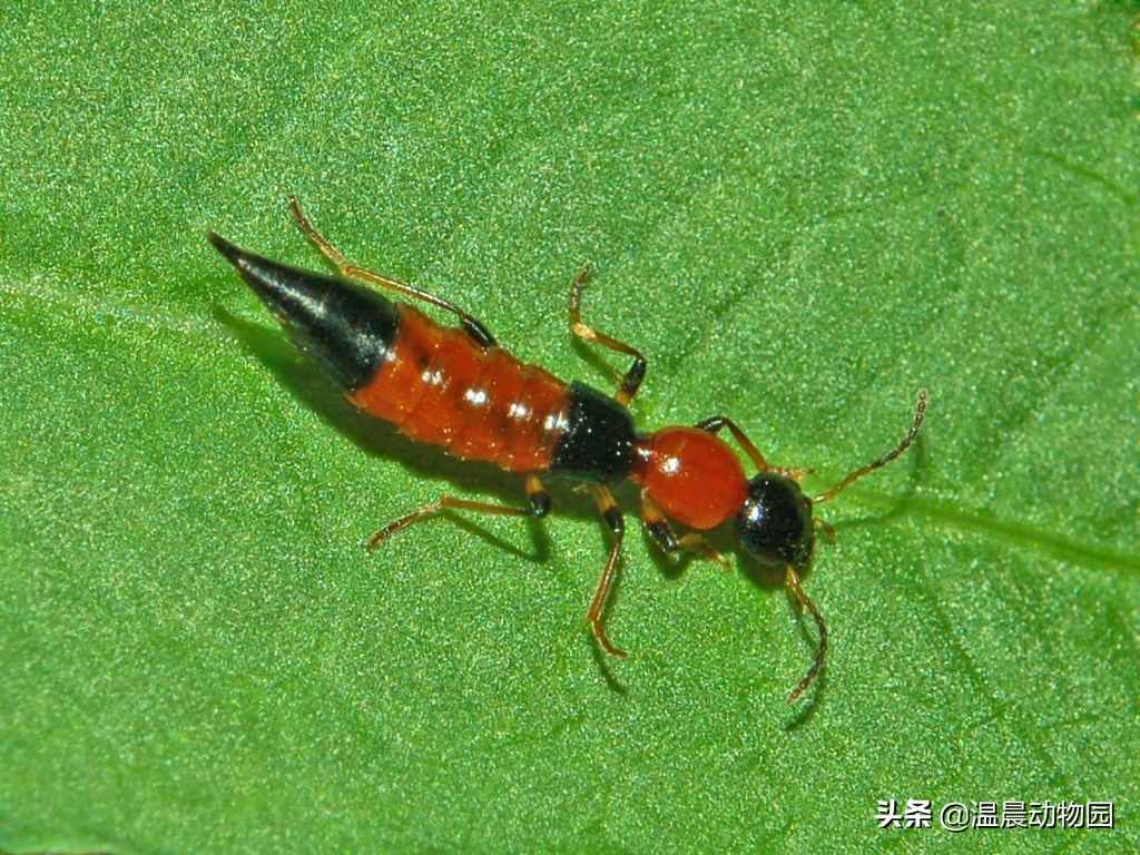 反复遇到隐翅虫是为什么,隐翅虫很可怕是谣言吗