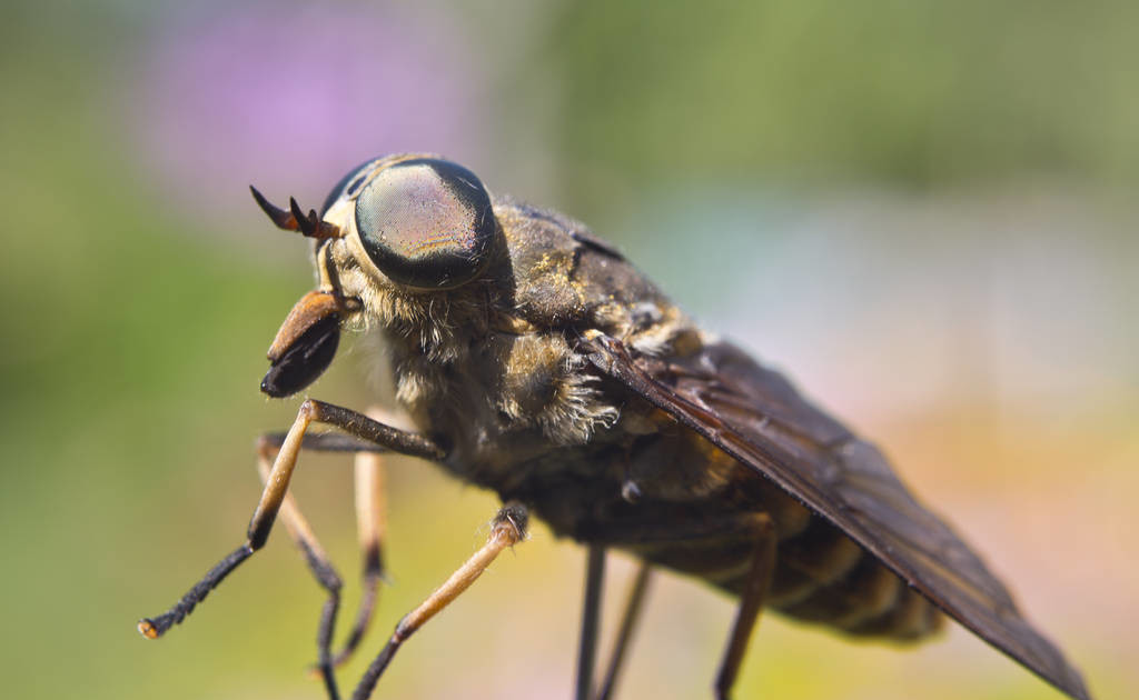 农村恼人的牛虻，遇到后这样处理！