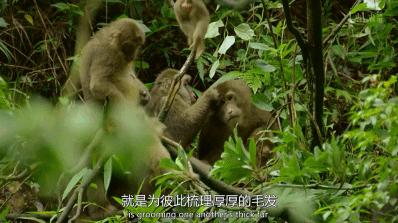 豆瓣netflix电影,bbc地球奇观纪录片