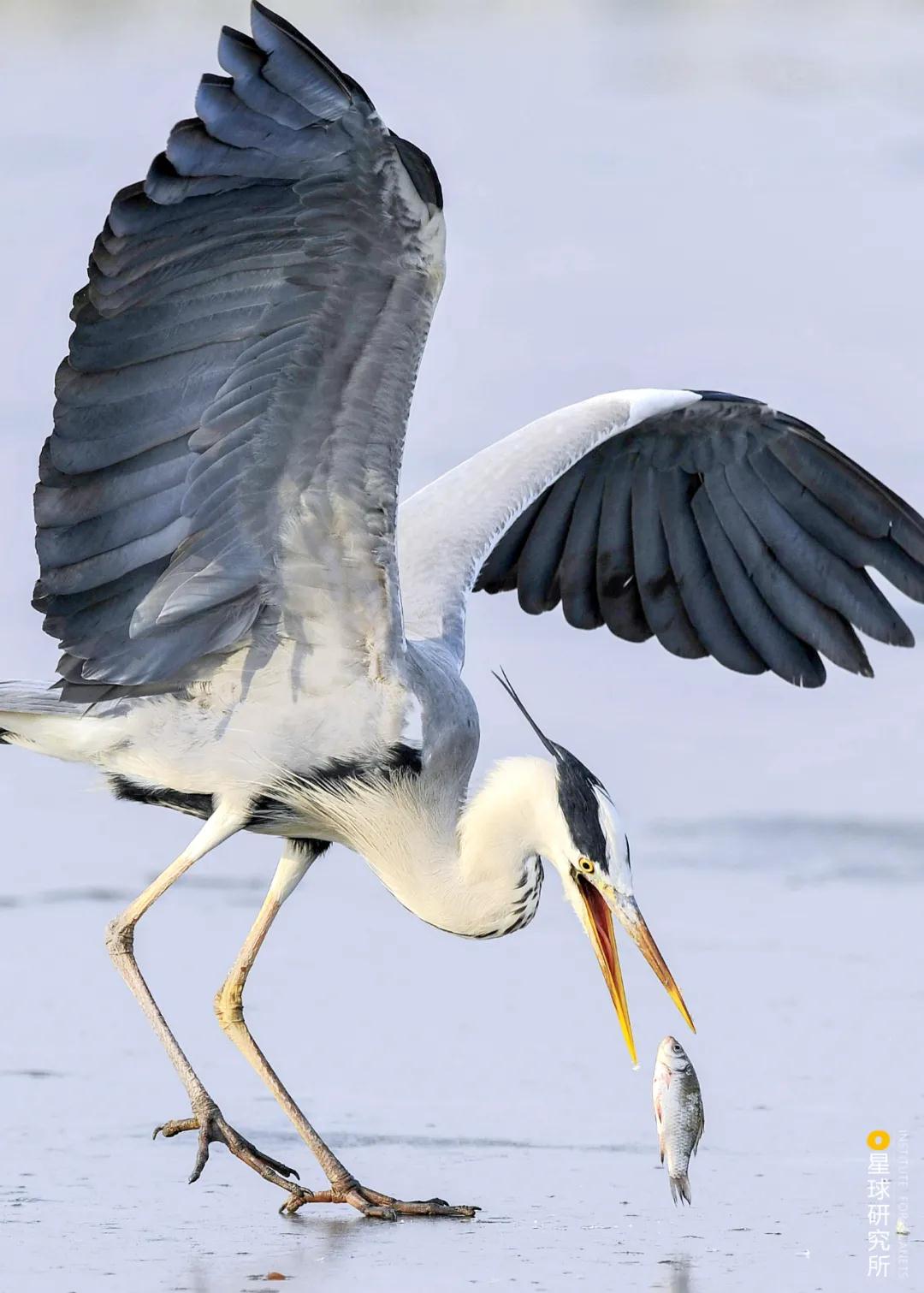林草领域知识图谱,林草科普专业术语