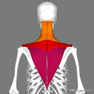 左高低肩的改善方法,常见残疾的心理康复治疗方法