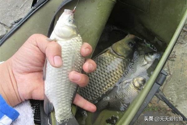 朝天钩绑立漂调钓,朝天钩台钓线组绑法