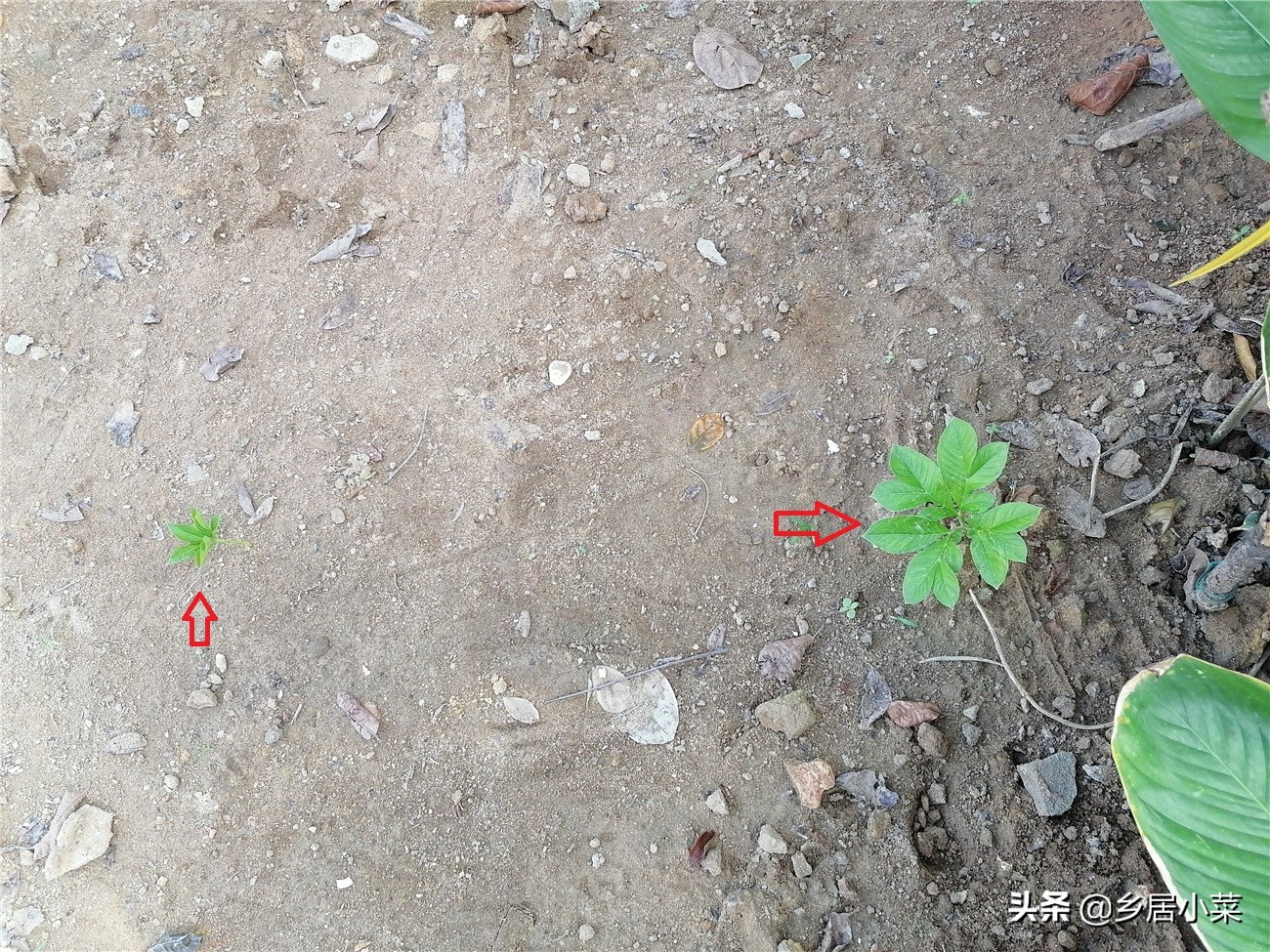 魔芋种植需要哪种营养素,魔芋是属于粮食还是蔬菜呢