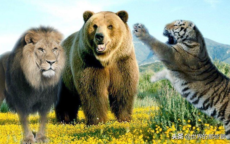 狮子棕熊老虎三兄弟,狮子老虎棕熊终极大对决