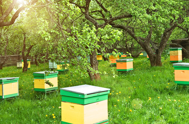 养蜂技术大全怎样养殖蜜蜂,蜜蜂养殖技术养蜂常识