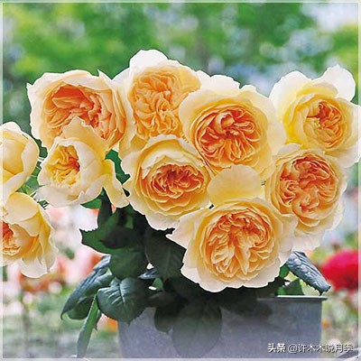 月季常见叶子问题,月季都有什么病怎么治