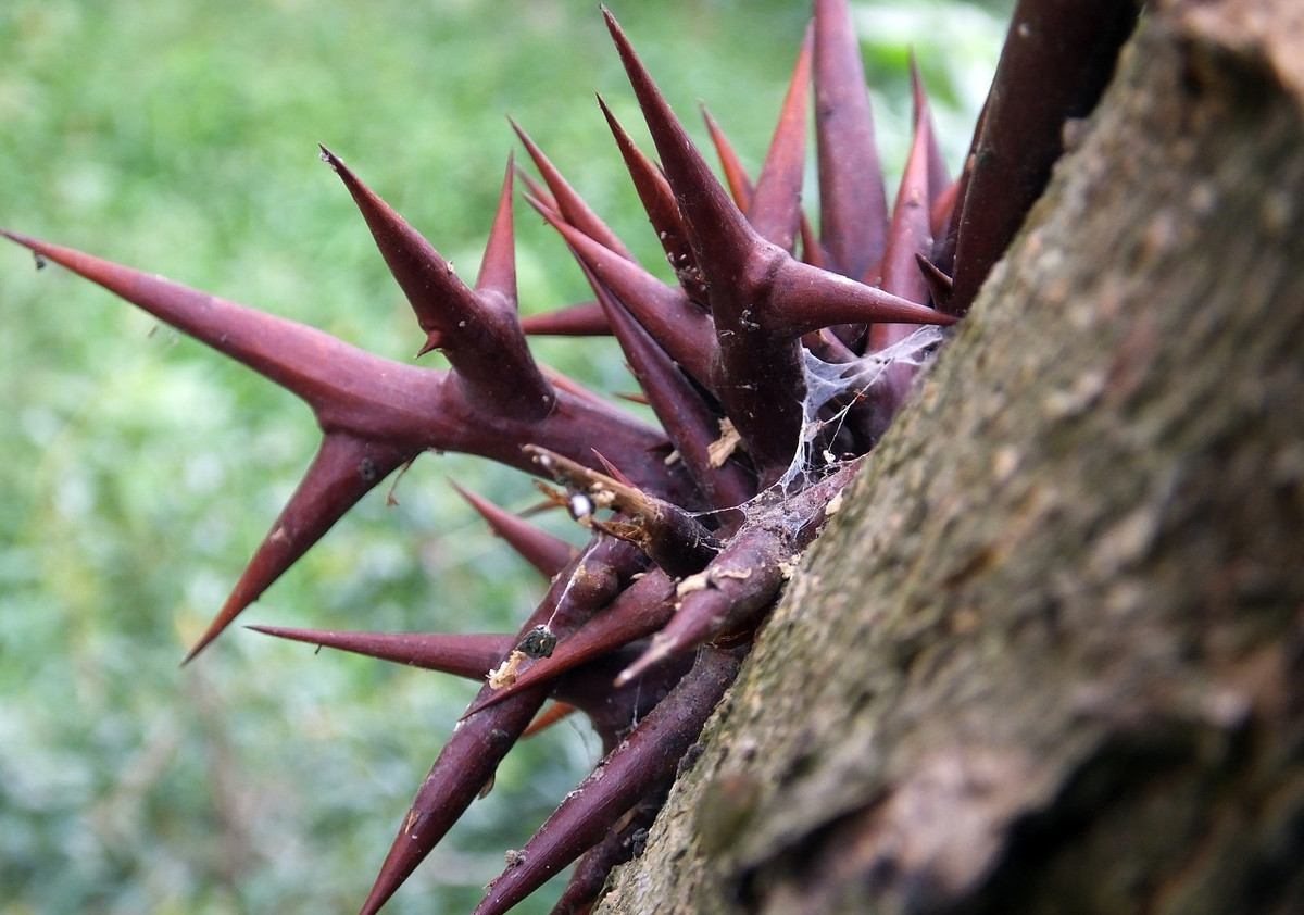 皂角树有什么作用与功效,皂角树的作用与功效是什么