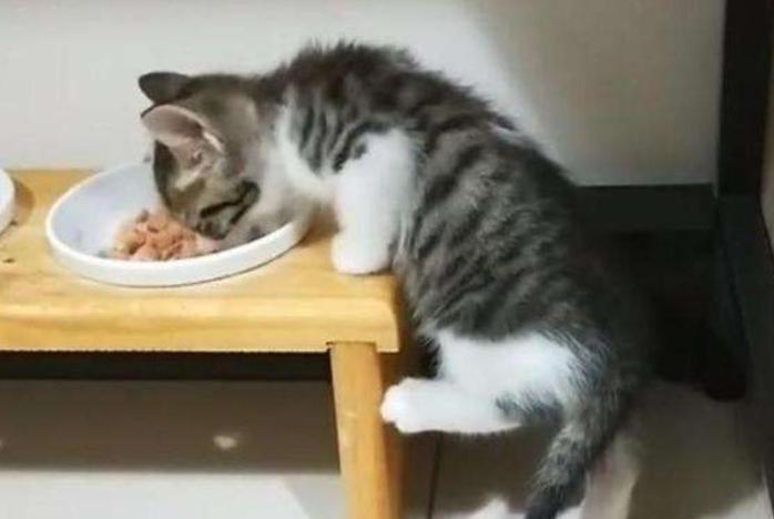 铲屎官曾经养过的宠物,铲屎官抓很多猫咪