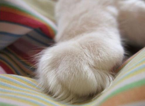 猫咪太温柔怎么让它凶一点,猫咪的脾气很大怎么调教