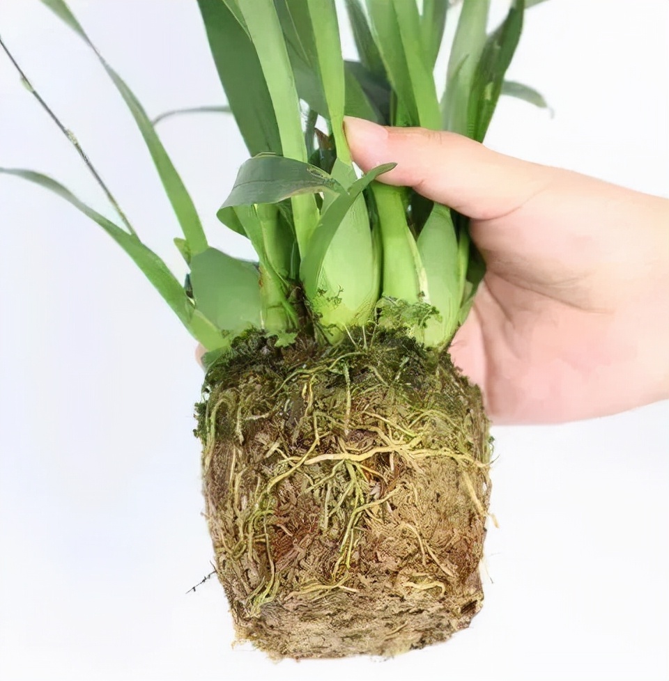 耐寒又好养的香水花,家里可以养法国香水花