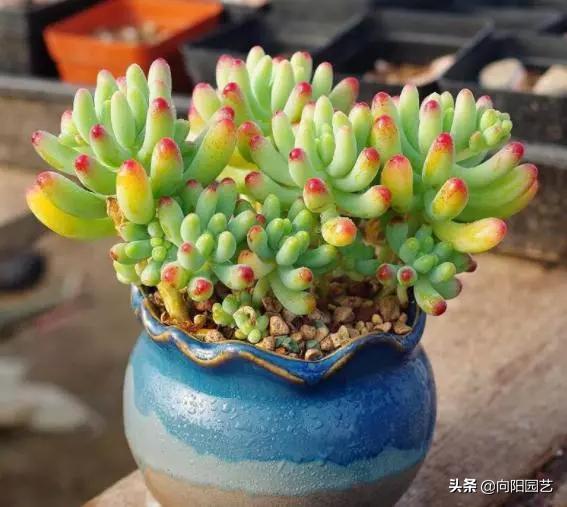 露养多肉晚上被雪盖住了怎么办,露养的多肉夏天淋雨了怎么办