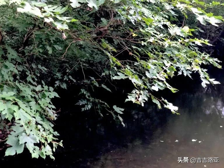 黑坑开饵技巧和教学,黑坑上岸软饵