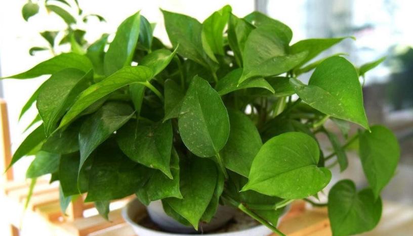 绿萝在家养到底好不好,为什么养绿萝不好