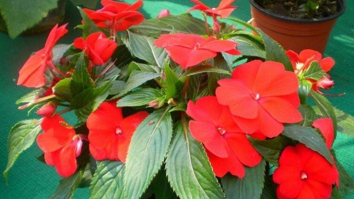 十指丹蔻一夜深红透