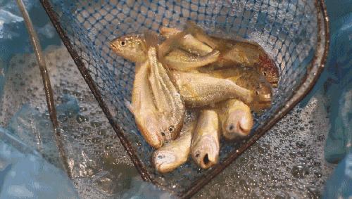 宁波最隐藏的海岛,被浙江人私藏的江南小城