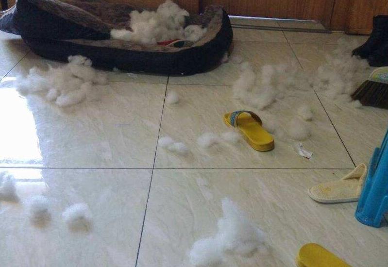 泰迪挑衅恶犬后果是什么,泰迪报复主人的5个表现