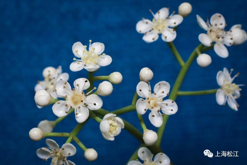 这几天的松江，可真叫人左右为“楠”……