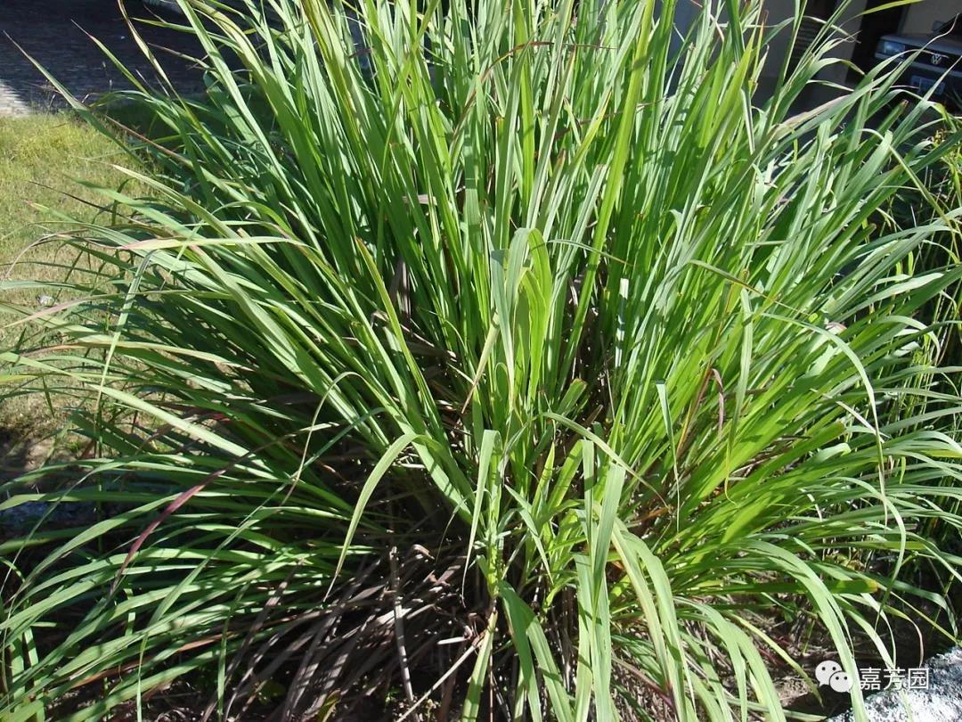 玫瑰草精油玫瑰味,有玫瑰香气的草